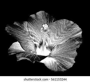 lily. Zephyranthes flower. design elements with halftone raster effect. vector illustration, tool for designers.