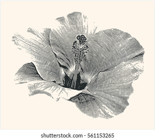 lily. Zephyranthes flower. design elements with halftone raster effect. vector illustration, tool for designers.
