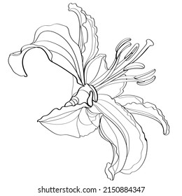 Lilys vector illustration. Flower isolated on white. Black and white floral vector illustration of a lilys