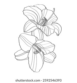 Lilys vector illustration. Flower isolated on white. Black and white floral vector illustration of a lilys