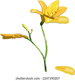 lily,vector illustration,flower,summer flowers,wild flowers,delicate pattern with flowers.EPS10.