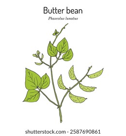 Lima Bean or butter bean (Phaseolus lunatus), edible and medicinal plant. Hand drawn botanical vector illustration