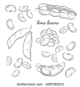 Lima Bohnen handgezeichnet Illustration. Erbsen- und Podskizzen einzeln auf weißem Hintergrund.