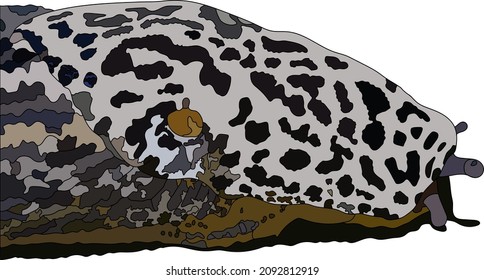 Limax maximus, leopard slug, great grey slug, keeled slug. Side View. Vector illustration.
