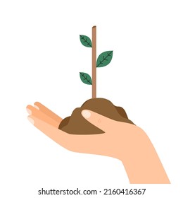 limb sapling. sapling in earth.