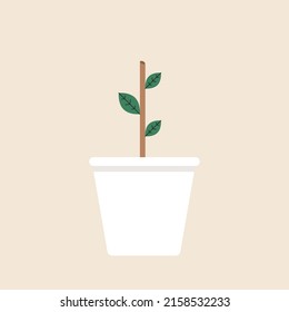 limb sapling. sapling in pot vector.