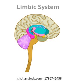 Limbic System Anatomy. Human Brain Parts. Hypothalamus, Thalamus, Amygdala, Hippocampus, Cerebrum. Draw MRI Cross Section. White Blank Background. Medical Illustration Vector