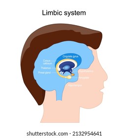 Limbic system anatomy. structure of brain ganglia: Amygdala, Pineal gland, Thalamus, Hippocampus, Cingulate gyrus, Corpus callosum, Hypothalamus. vector illustration