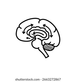 Arco del sistema límbico en el cerebro, Control emocional, Anatomía del cerebro