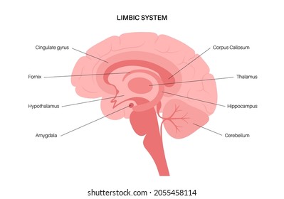 Limbic system concept and human brain anatomy. Basal ganglia, amygdala, thalamus, cingulate gyrus and hypothalamus. Cerebral cortex and cerebellum medical infographic poster flat vector illustration svg
