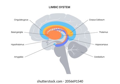 Limbic system concept and human brain anatomy. Basal ganglia, amygdala, thalamus, cingulate gyrus and hypothalamus. Cerebral cortex and cerebellum medical infographic poster flat vector illustration