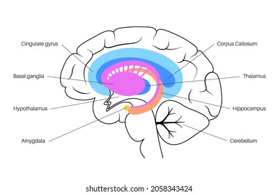 Limbic System Concept And Human Brain Anatomy. Basal Ganglia, Amygdala, Thalamus, Cingulate Gyrus And Hypothalamus. Cerebral Cortex And Cerebellum Medical Infographic Poster Flat Vector Illustration