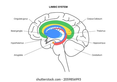 Limbic system concept and human brain anatomy. Basal ganglia, amygdala, thalamus, cingulate gyrus and hypothalamus. Cerebral cortex and cerebellum medical infographic poster flat vector illustration