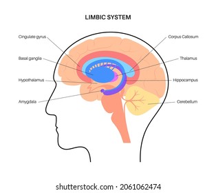 Limbic system concept and human brain anatomy. Basal ganglia, amygdala, thalamus, cingulate gyrus and hypothalamus. Cerebral cortex and cerebellum medical infographic poster flat vector illustration svg