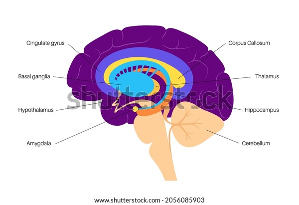 Limbic System Concept Human Brain Anatomy Stock Vector (Royalty Free ...