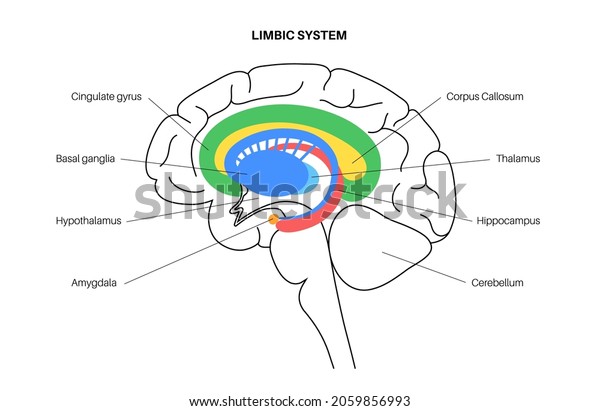 Limbic system concept and human brain\
anatomy. Basal ganglia, amygdala, thalamus, cingulate gyrus and\
hypothalamus. Cerebral cortex and cerebellum medical infographic\
poster flat vector\
illustration