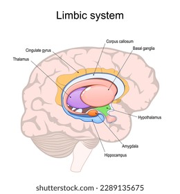 limbic system. Cross section of the human brain. Structure and Anatomical components of limbic system: Hypothalamus, Corpus callosum, Cingulate gyrus, Amygdala, Thalamus, Basal ganglia, Hippocampus svg