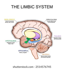 Sistema límbico. Sección transversal de un cerebro humano. Cuerpo mamilar, ganglios basales, glándula pituitaria, amígdala, hipocampo, tálamo, giro cingulado, cuerpo calloso, hipotálamo. Parte del sistema límbico. 