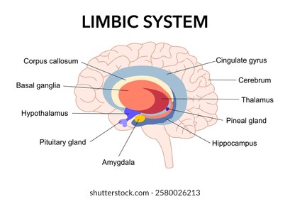 Limbic system. Cross section of the human brain. Anatomical components of limbic system pituitary gland, amygdala, hippocampus, thalamus, cingulate gyrus, corpus callosum, hypothalamus