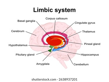 limbic system. Cross section of the human brain. Structure and Anatomical components of limbic system: Hypothalamus, Corpus callosum, Cingulate gyrus, Amygdala, Thalamus, Basal ganglia, Hippocampus