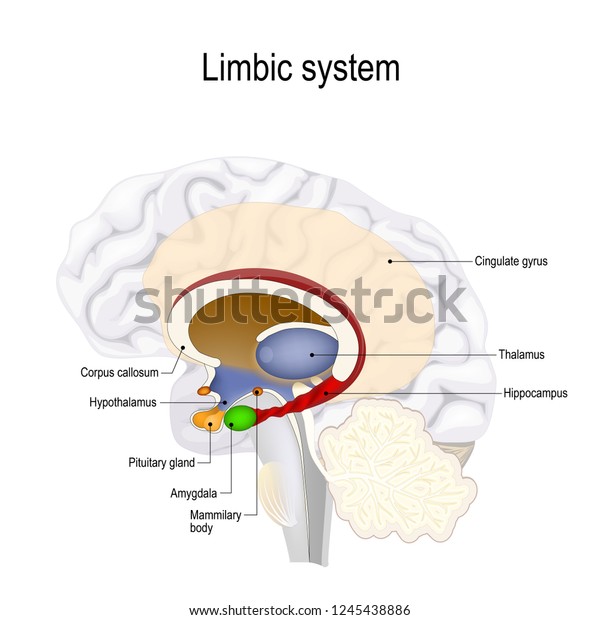 limbic system. Cross section of the human\
brain. Anatomical components of limbic system Mammillary body\
pituitary gland, amygdala, hippocampus, thalamus, cingulate gyrus,\
corpus callosum,\
hypothalamus