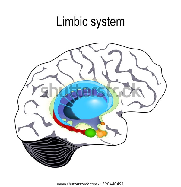 Limbic System Cross Section Human Brain Stock Vector (Royalty Free ...