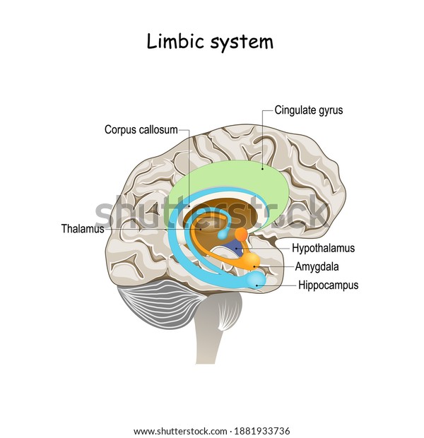 limbic\
system. Cross section of the human brain. Anatomical components of\
limbic system: Mammillary body, basal ganglia, pituitary gland,\
amygdala, hippocampus, thalamus, cingulate\
gyrus