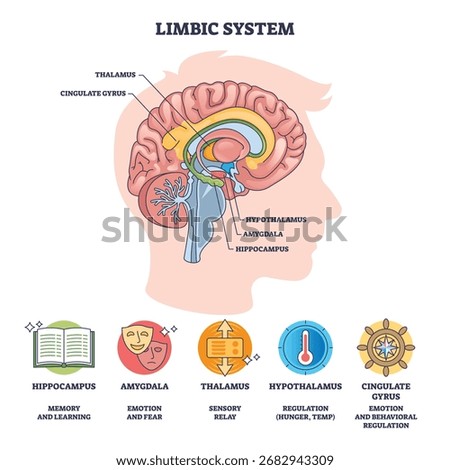 Limbic system diagram shows brain outline with hippocampus, amygdala, and thalamus labeled for emotion and memory. Outline diagram