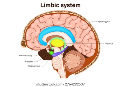 Limbic system. Human brain anatomy. Mammillary body, amygdala, hippocampus, cingulate gyrus and thalamus.
