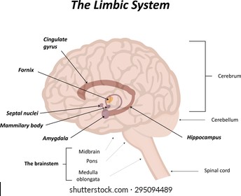 Limbic System Labeled