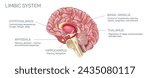 The limbic system is the part of the brain involved in our behavioural and emotional responses, especially when it comes to behaviours we need for survival. 5 parts of lumbic system.