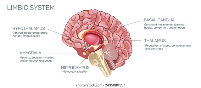 The limbic system is the part of the brain involved in our behavioural and emotional responses, especially when it comes to behaviours we need for survival. 5 parts of lumbic system.