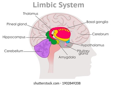 Limbic system parts anatomy. Human brain cross section. Explanations. Hypothalamus, thalamus, amygdala, basal ganglia. Draw MRI colored diagram structure. Gray head back. Medical illustration vector