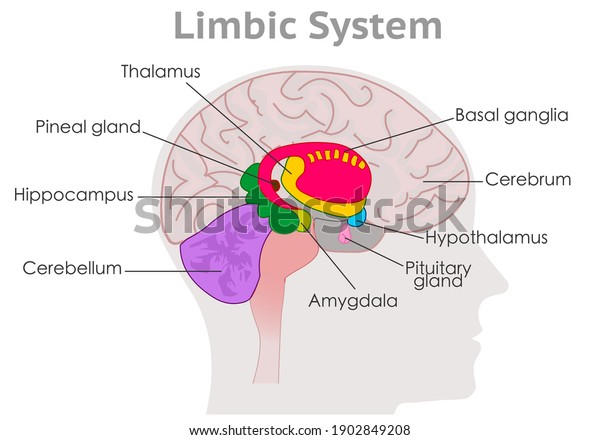 Limbic system parts anatomy. Human brain cross\
section. Explanations. Hypothalamus, thalamus, amygdala, basal\
ganglia. Draw MRI colored diagram structure. Gray head back.\
Medical illustration\
vector