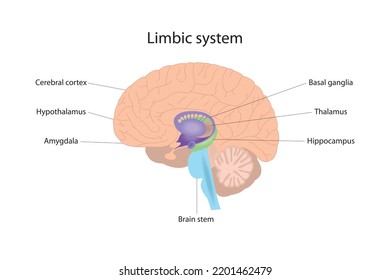 The limbic system is responsible for the management of human emotional and physical reactions. Human brain svg