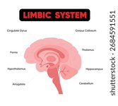 Limbic System, showcasing brain anatomy, memory, and emotion centers for educational and medical purposes, A detailed vector diagram of the human.