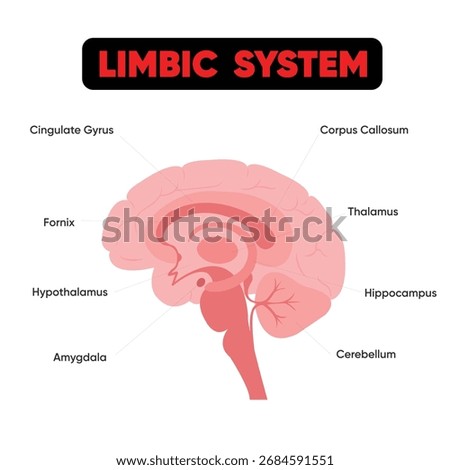 Limbic System, showcasing brain anatomy, memory, and emotion centers for educational and medical purposes, A detailed vector diagram of the human.