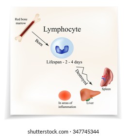 Limbo leukocytes in bone marrow. Dieback leukocytes in the spleen, liver and at sites of inflammation. The life of white blood cell. Infographics. Vector illustration.