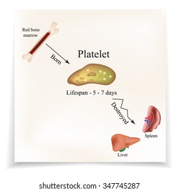 Limbo platelets in the bone marrow. Dieback of platelets in the spleen, the liver. The life of the platelet. Infographics. Vector illustration.
