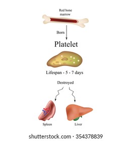 Limbo platelets in the bone marrow. Dieback of platelets in the spleen, the liver. The life of the platelet. Infographics. Vector illustration on isolated background.