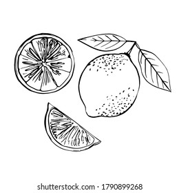 Lime black line drawn on a white background. Vector drawing of fruits. 
