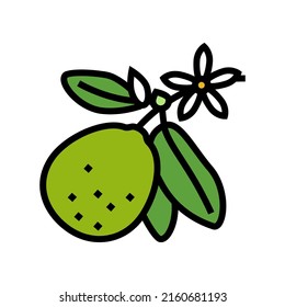 lime blossom color icon vector. lime blossom sign. isolated symbol illustration