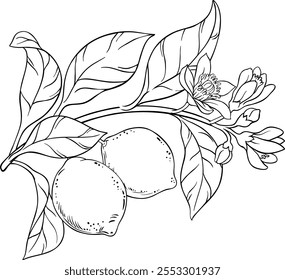 Lime Branch with Fruits Outline Illustration.