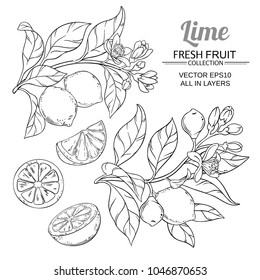 lime branches vector set