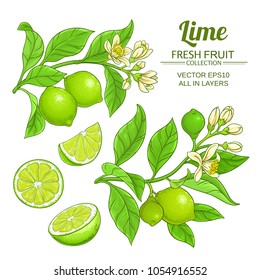 lime branches vector set