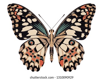 Lime Butterfly - Papilio demoleus