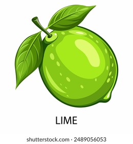 Lime in cartoon style on a white background. Vector illustration.
