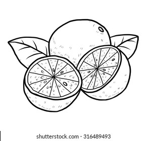 lime / cartoon vector and illustration, black and white, hand drawn, sketch style, isolated on white background.