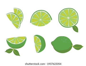 Lime citrus cooking set on white background. Slices, whole fruit. Vector food healthy illustration