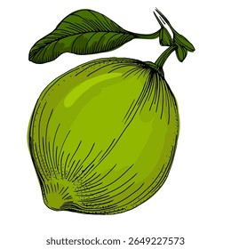Lime. Colorful sketch collection of citrus fruits isolated on white background. Doodle hand drawn vegetables. Vector illustration